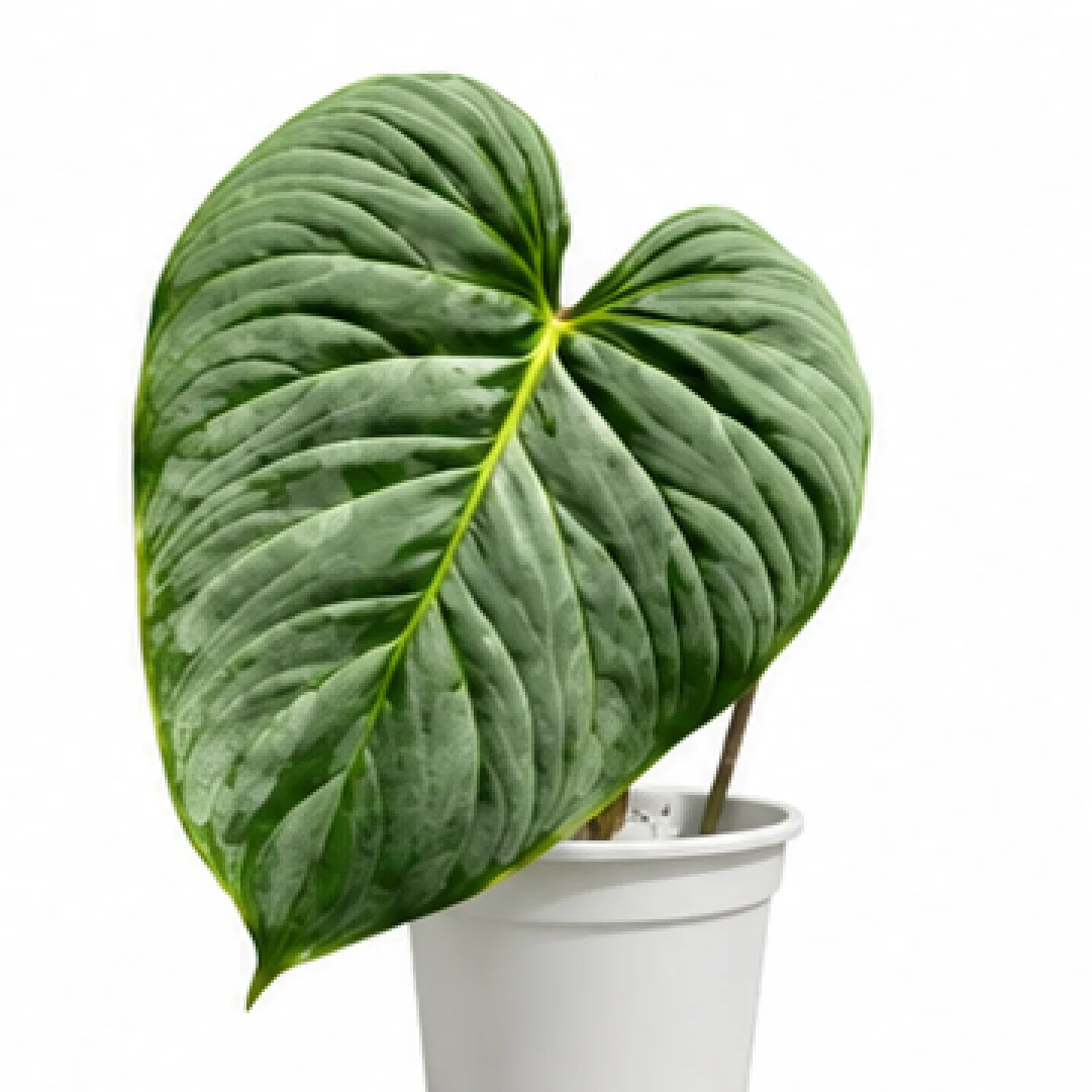Philodendron Majestic – Tissue Culture