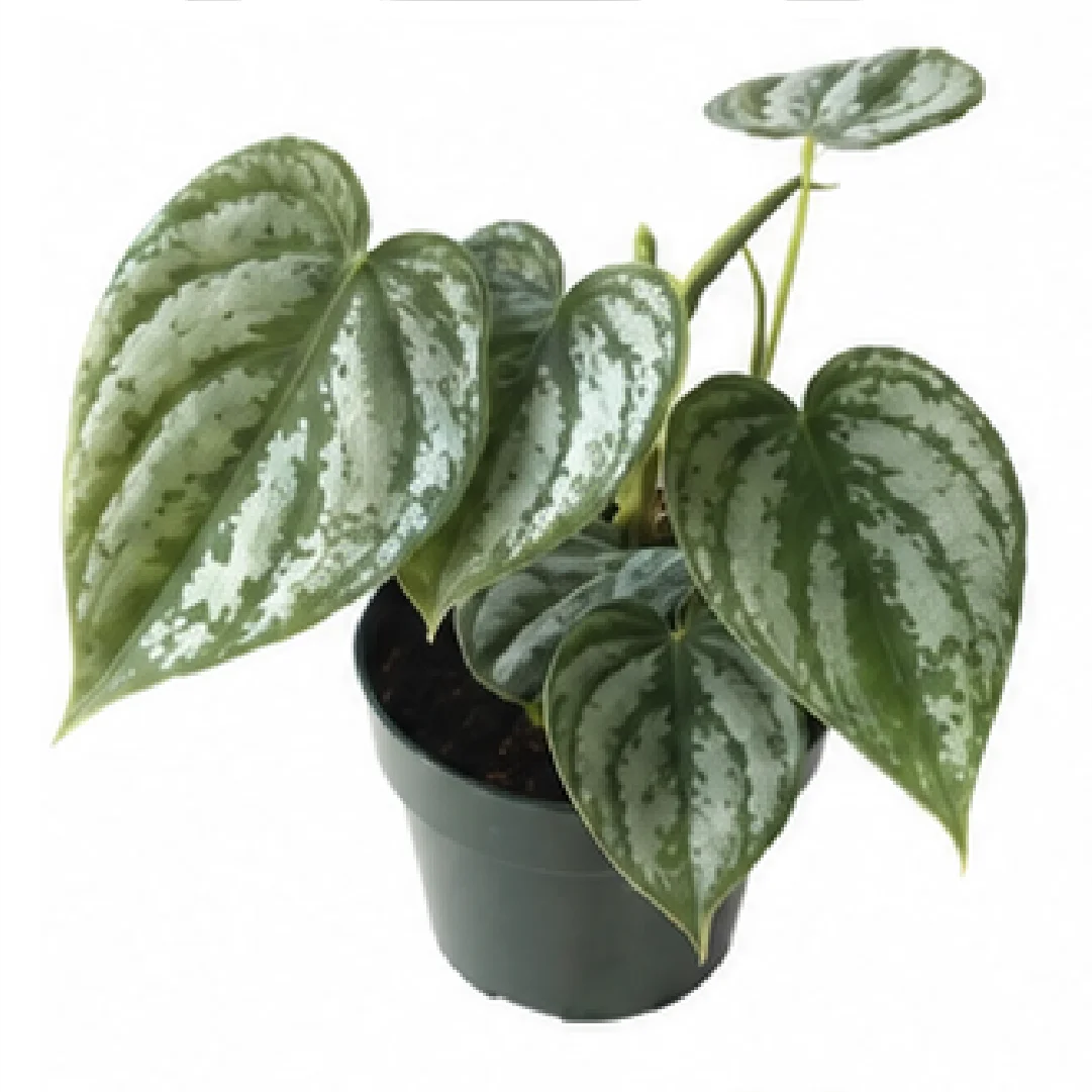 Philodendron Brandtianum – Tissue Culture
