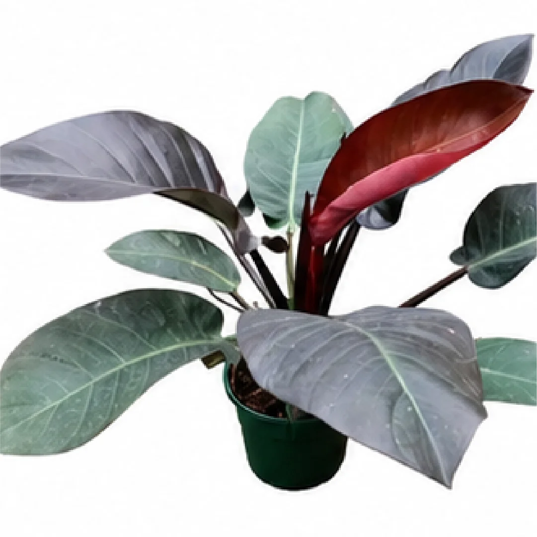 Philodendron Black Cardinal – Tissue Culture