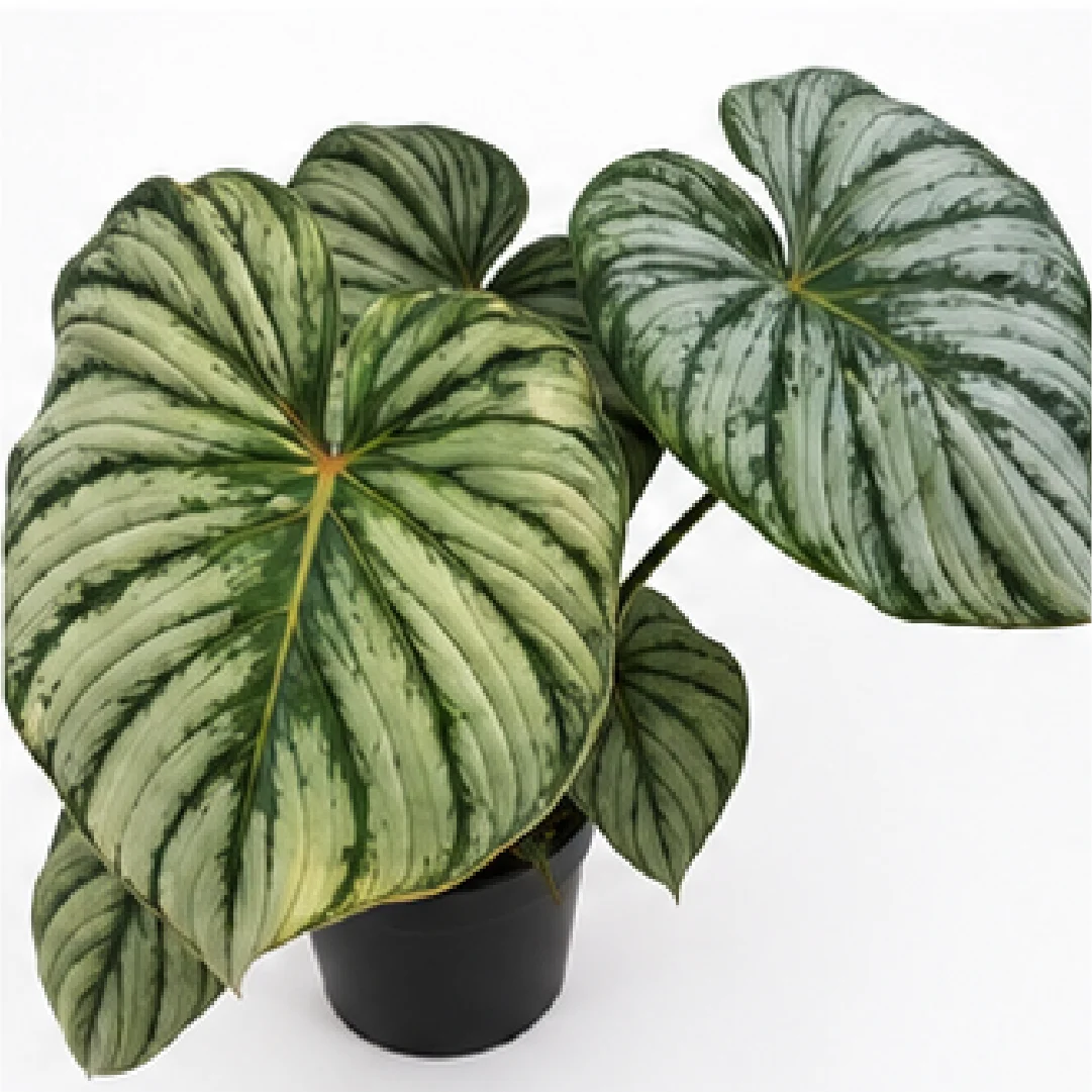 Philodendron Pastazanum Silver – Tissue Culture