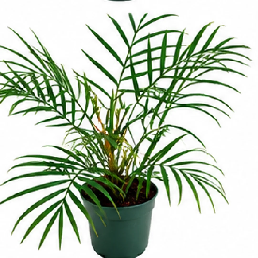 Philodendron Tortum – Tissue Culture