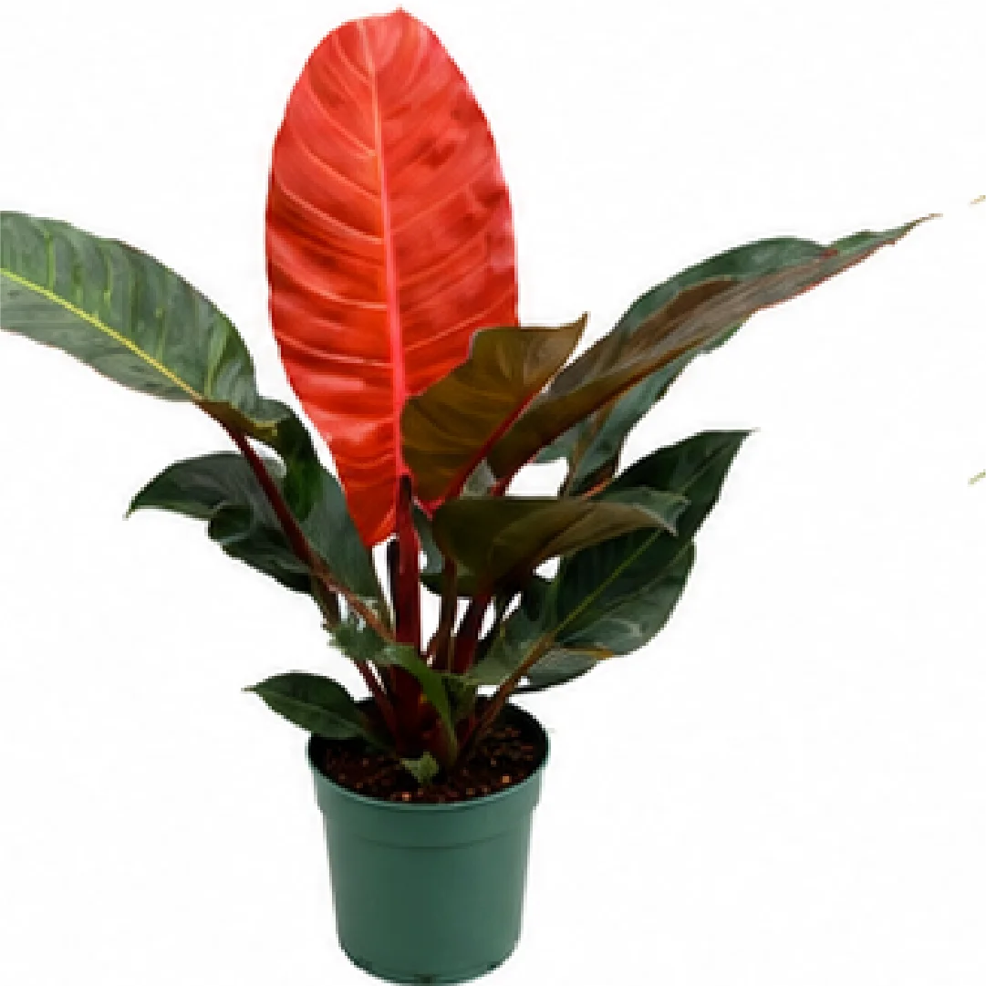 Philodendron Red Sun – Tissue Culture