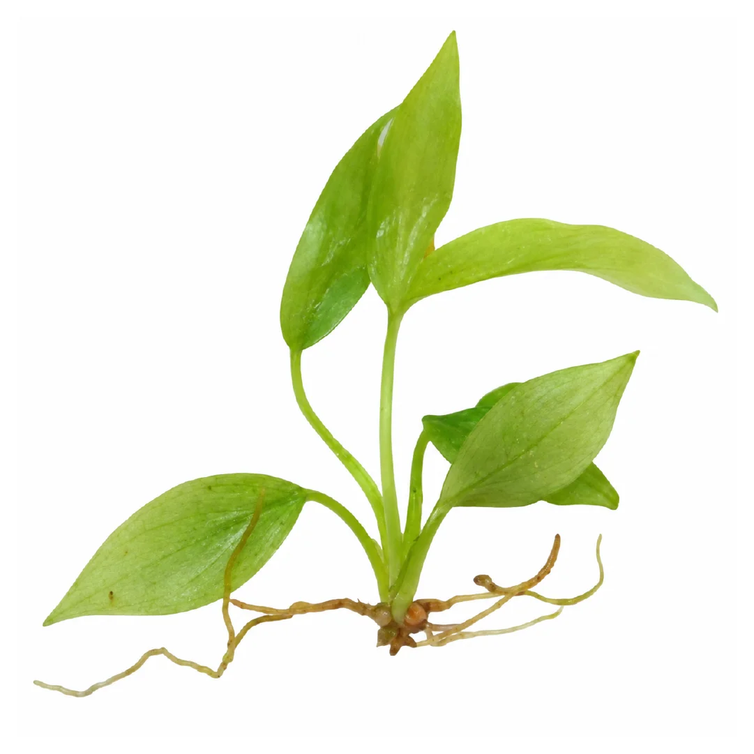 Philodendron Whipple Way Tissue Culture