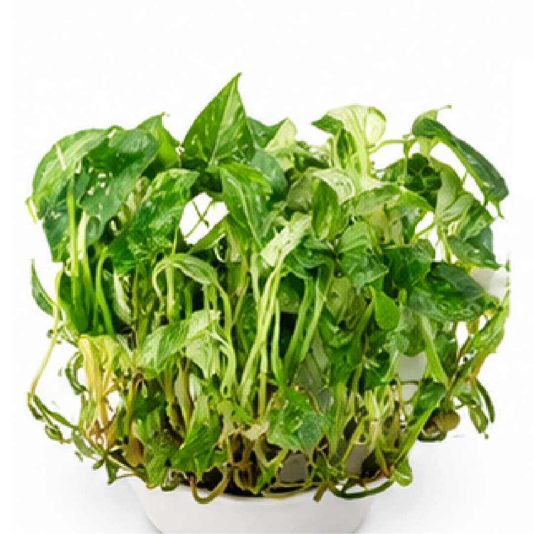 Philodendron Epipremnum Giganteum Var – Tissue Culture