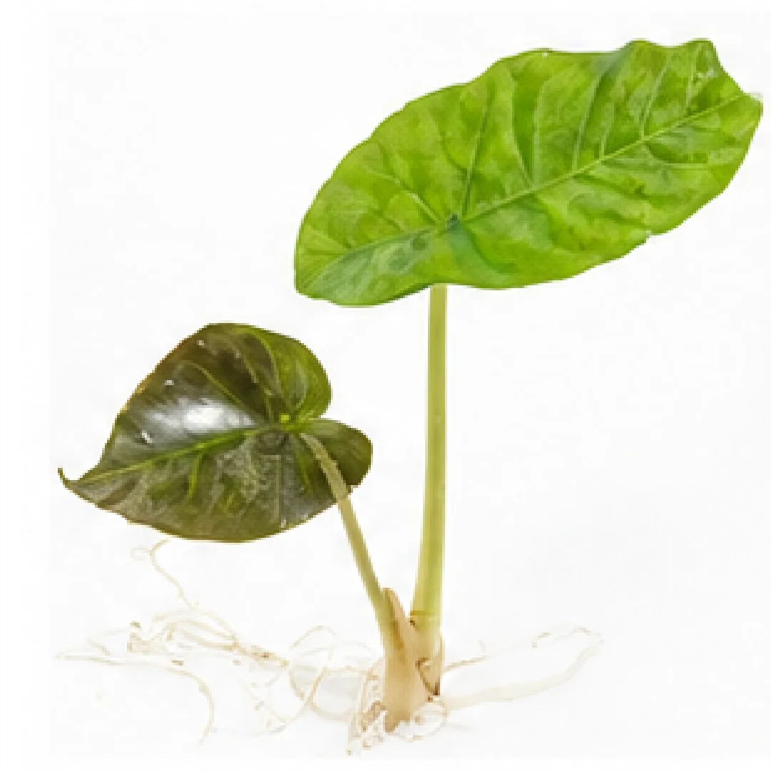 Alocasia Longiloba Pink Dragon Aurea Var – Tissue Culture