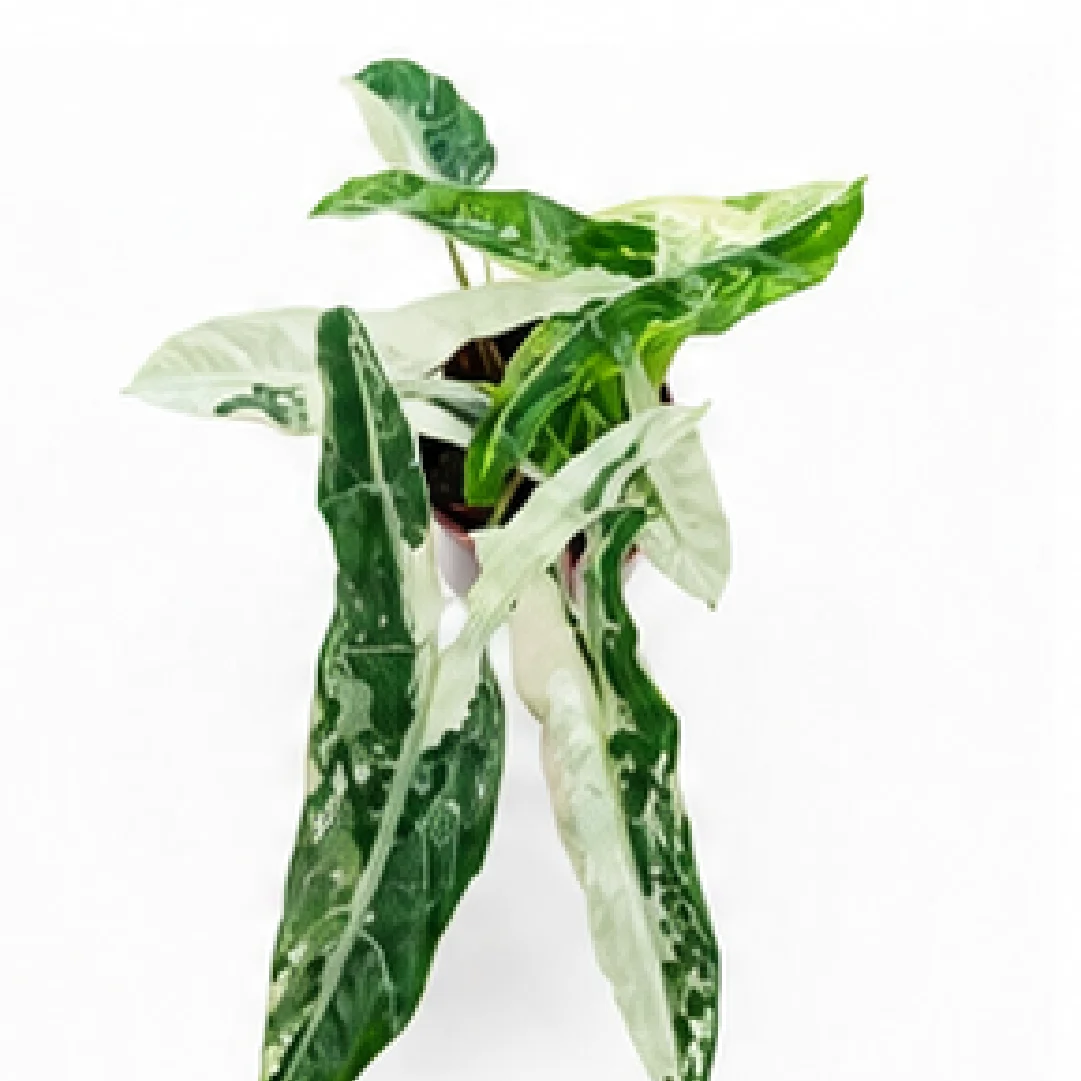 Alocasia Longiloba Narrow Sp. Borneo Albo Var – Tissue Culture