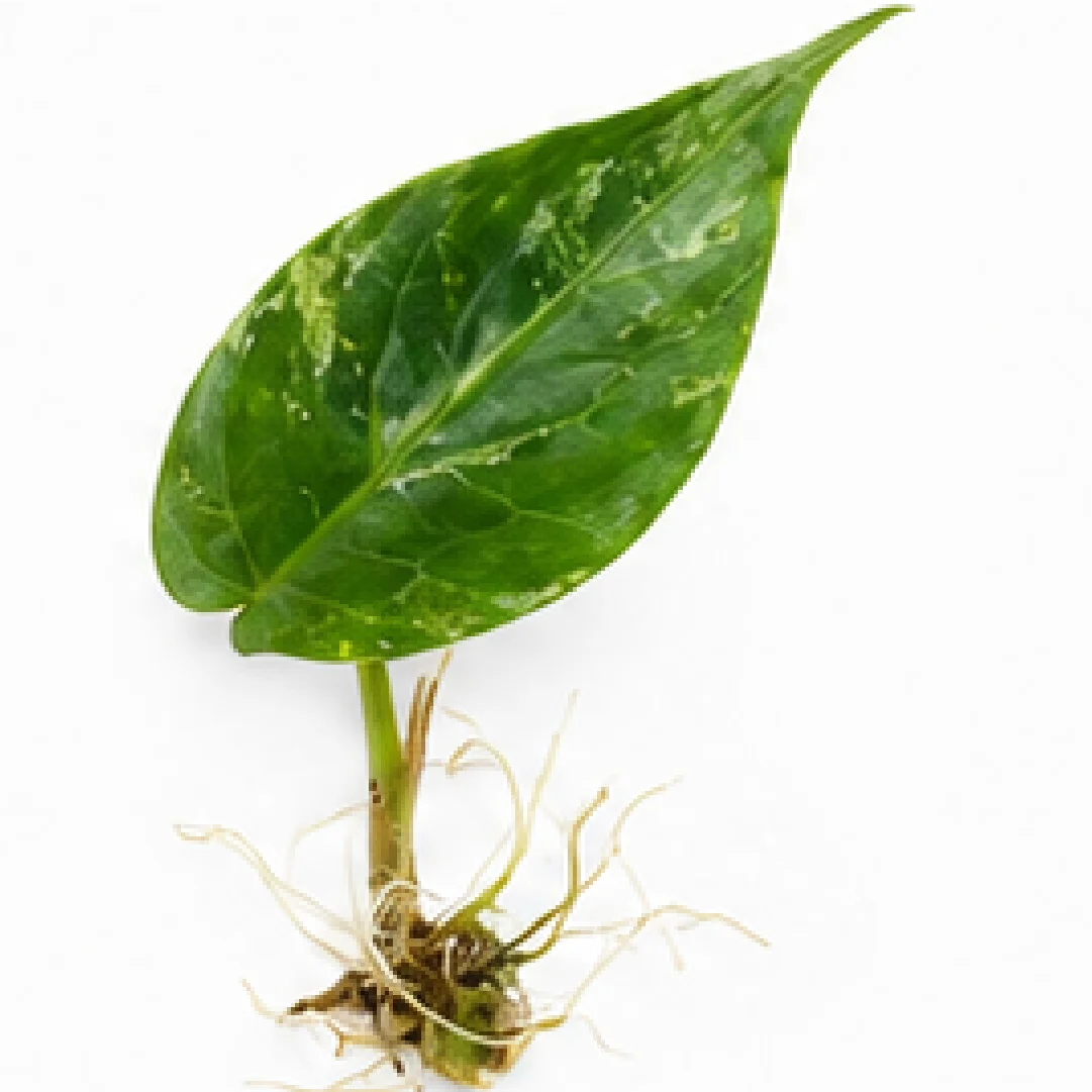Alocasia Longiloba Purple – Tissue Culture