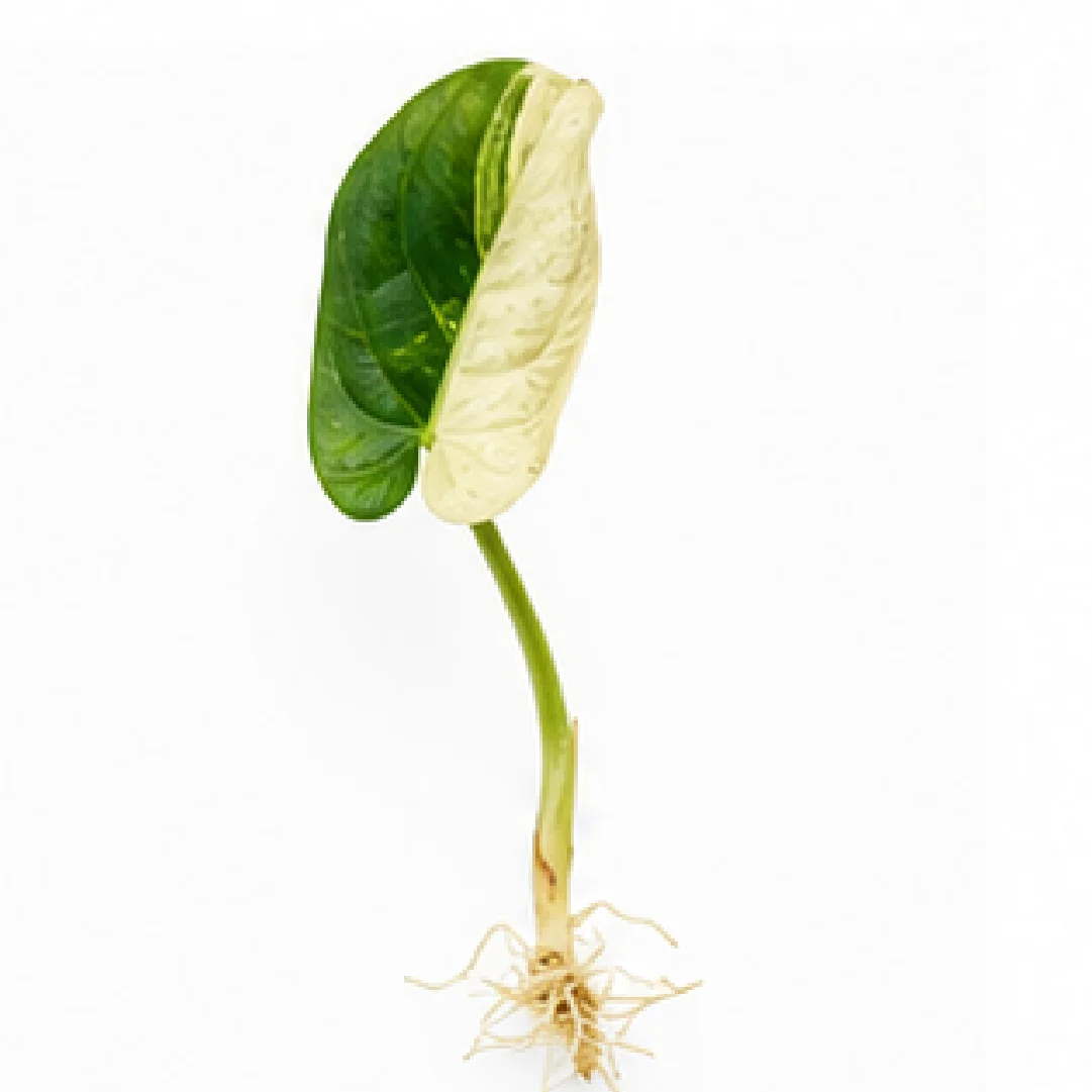 Alocasia Bambino Arrow Tricolor Var – Tissue Culture