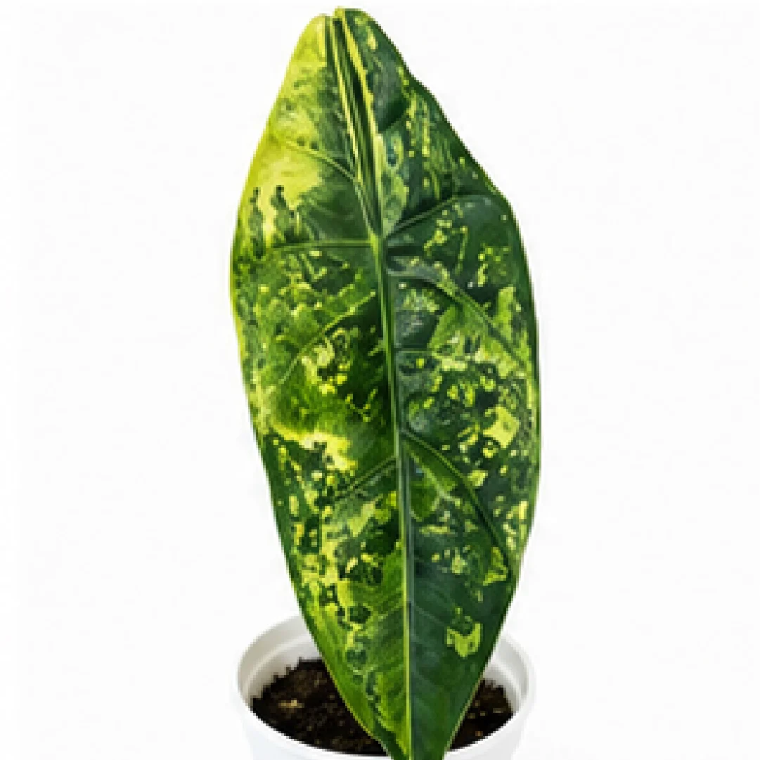 Alocasia Venusta Aurea Var – Tissue Culture