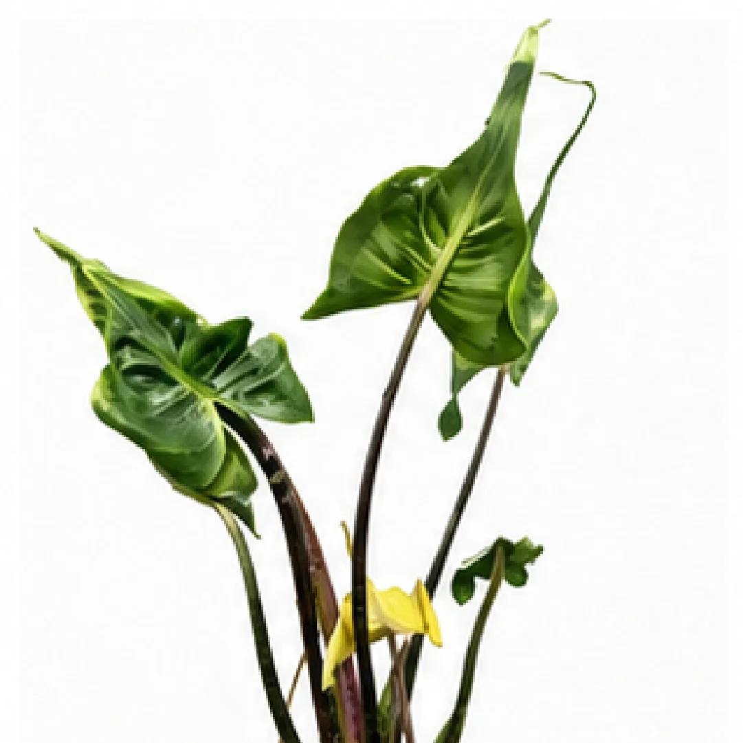 Alocasia Baby Ray – Tissue Culture
