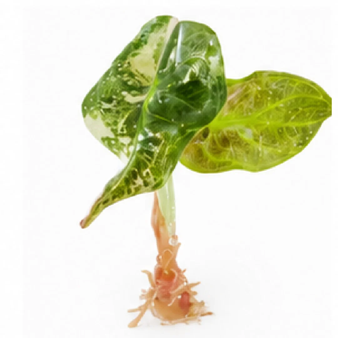 Alocasia Sedenii Pink Var (Single Leaf for Shipping) – Tissue Culture