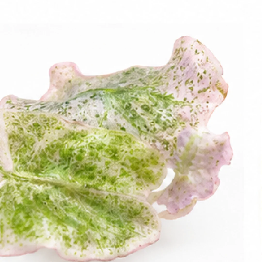 Alocasia Venom Candy Pink Var – Tissue Culture
