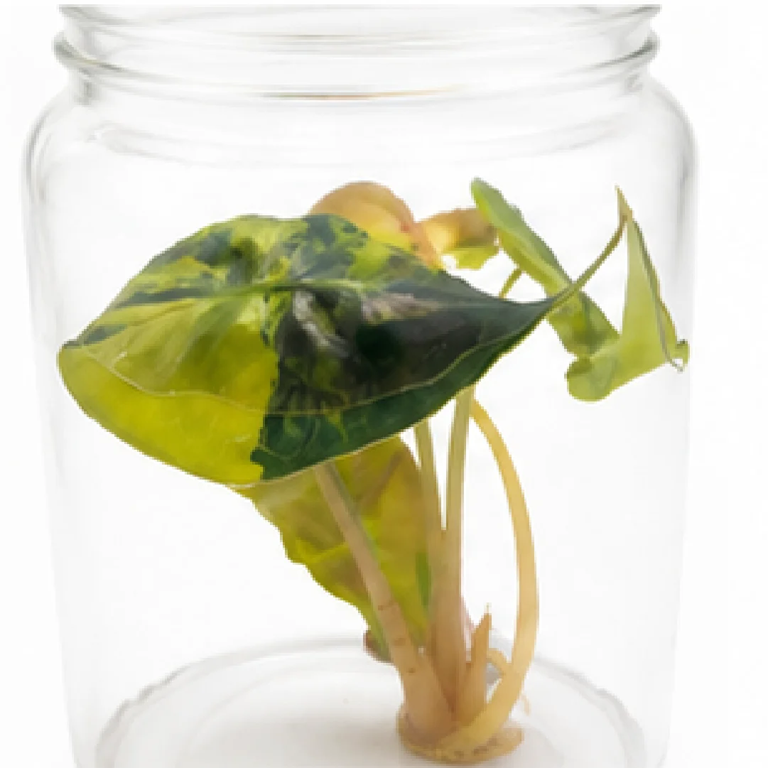 Alocasia Venom Aurea Var (Single Leaf for Shipping) – Tissue Culture
