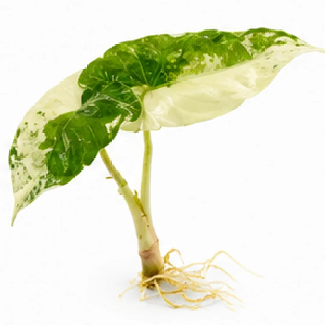 Alocasia Brancifolia Albo Var – Tissue Culture