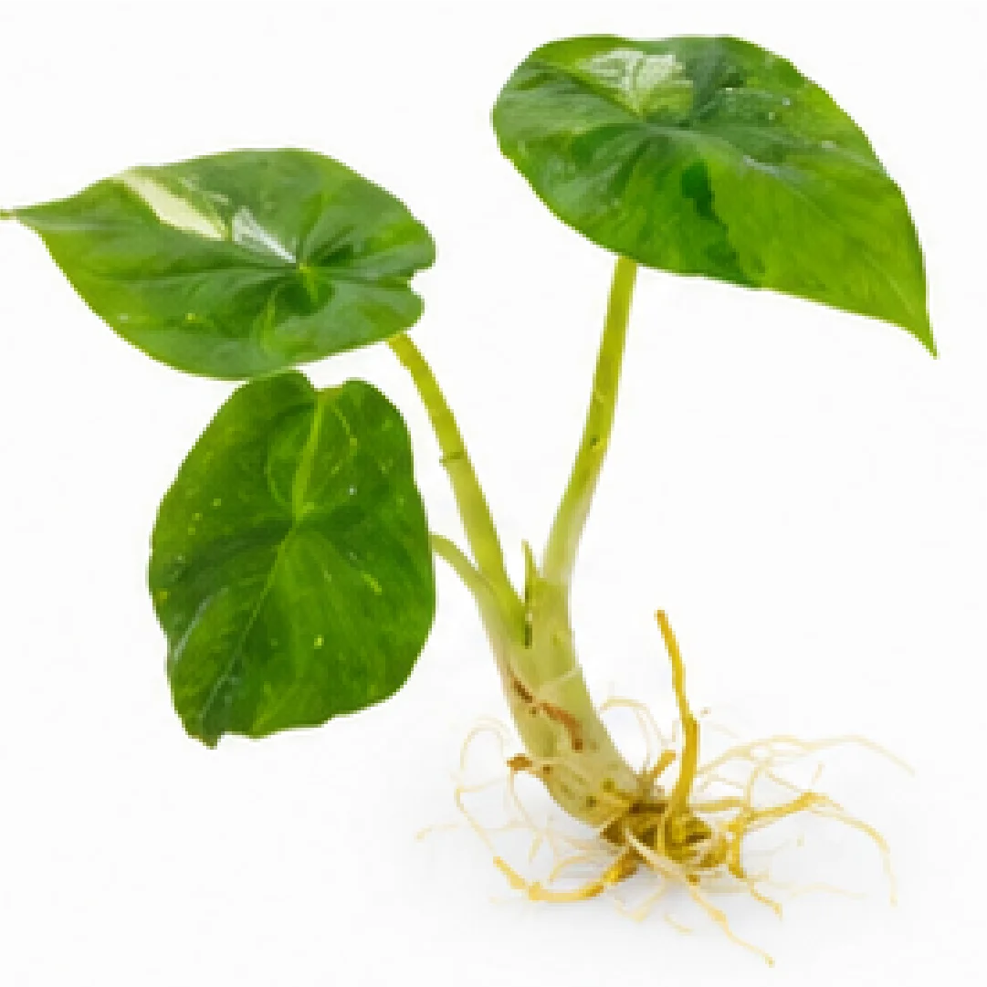 Alocasia Heterophylla Metallic Blue Aurea Var – Tissue Culture