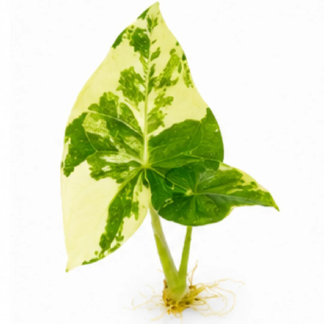 Alocasia Platinum Albo Var / Bisma Platinum Albo Var – Tissue Culture