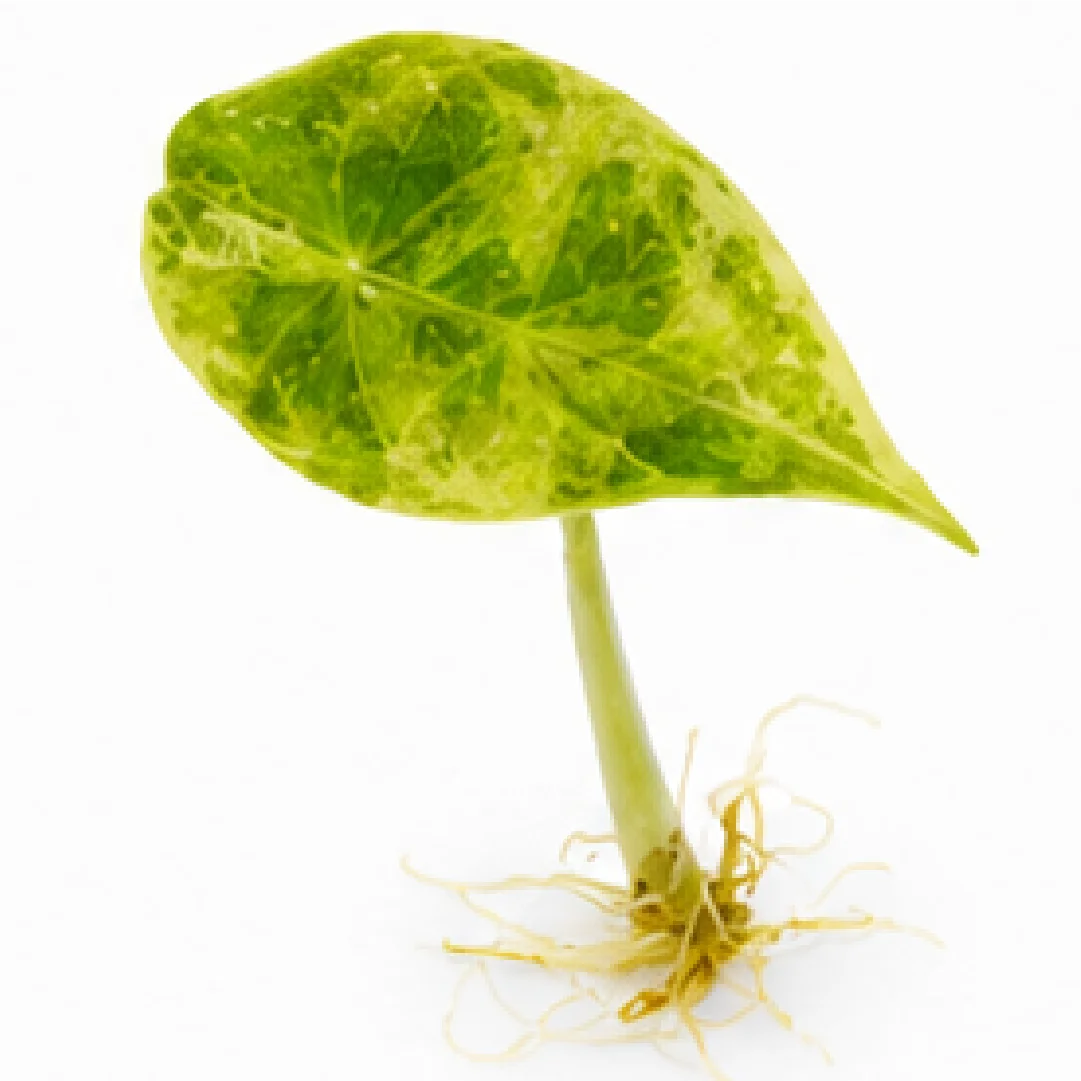 Alocasia Sedenii Aurea Var – Tissue Culture