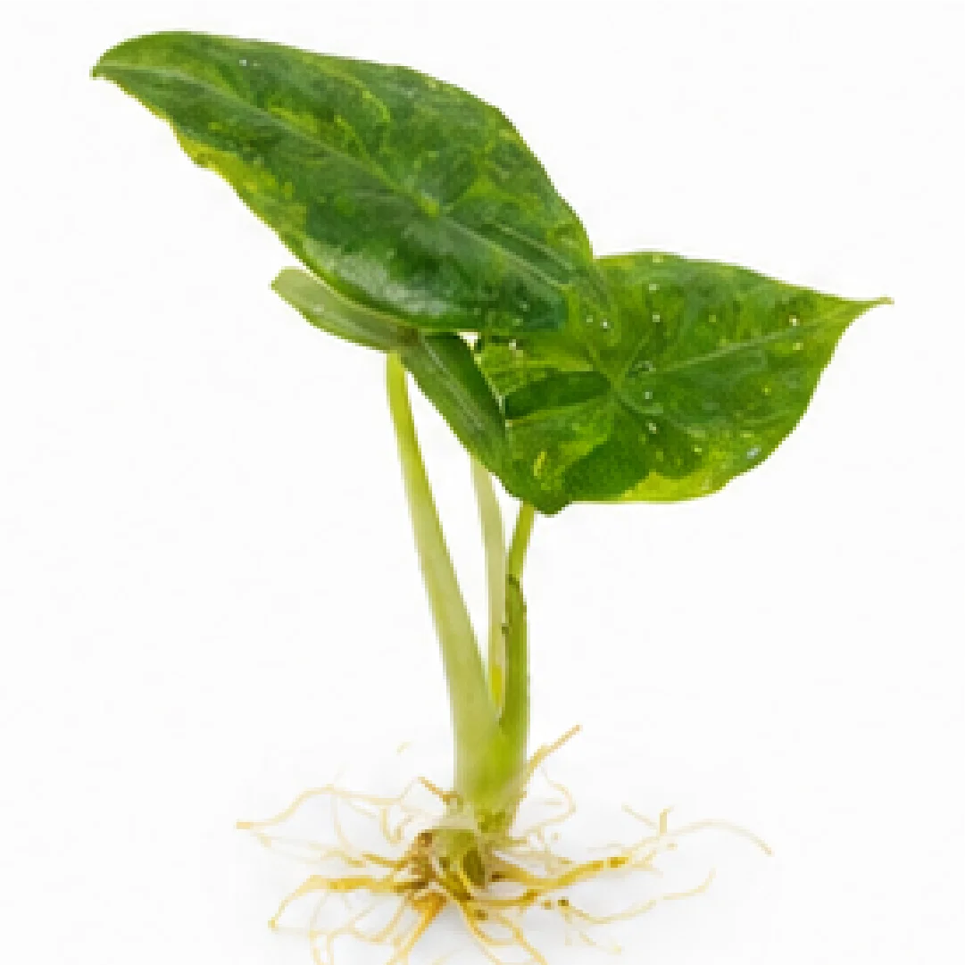 Alocasia Dragon’s Breath Var (Aurea/Mint Var Mix Shipping) – Tissue Culture