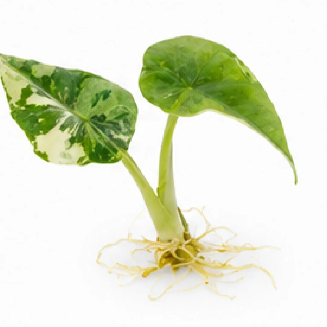Alocasia Maharani Albo Var – Tissue Culture