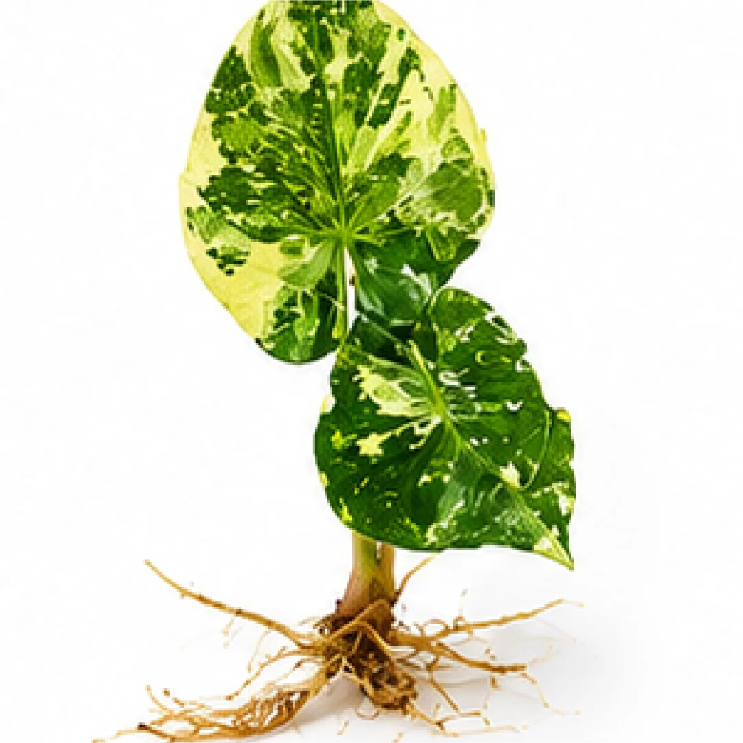 Alocasia Wentii Pink Var – Tissue Culture