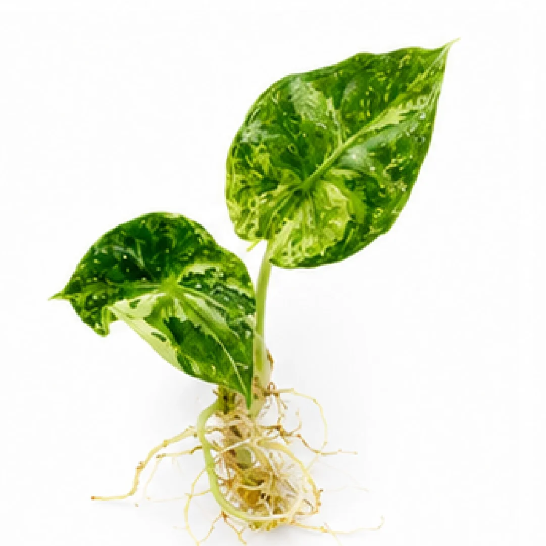 Alocasia Black Velvet Aurea Var – Tissue Culture