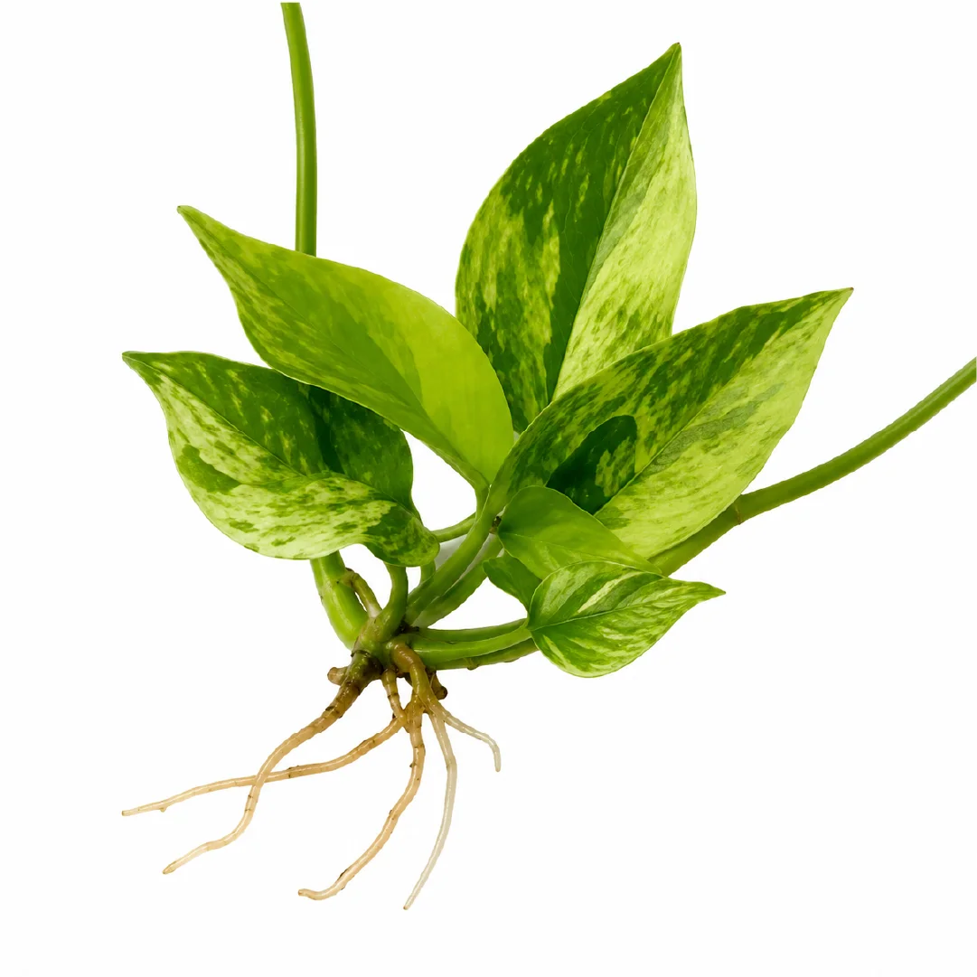 Philodendron Hastatum Var (Silver Sword Var) Tissue Culture