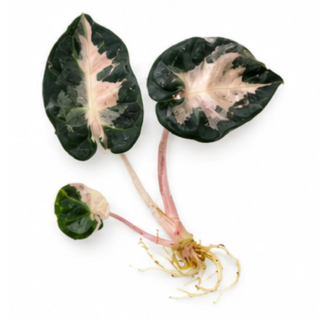 Alocasia Heart Balloon Pink Var – Tissue Culture