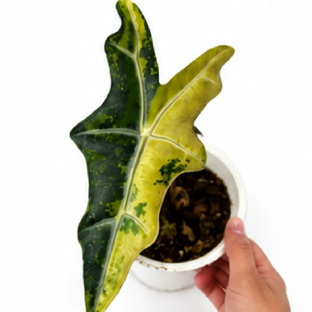 Alocasia Nobilis Aurea Var – Tissue Culture