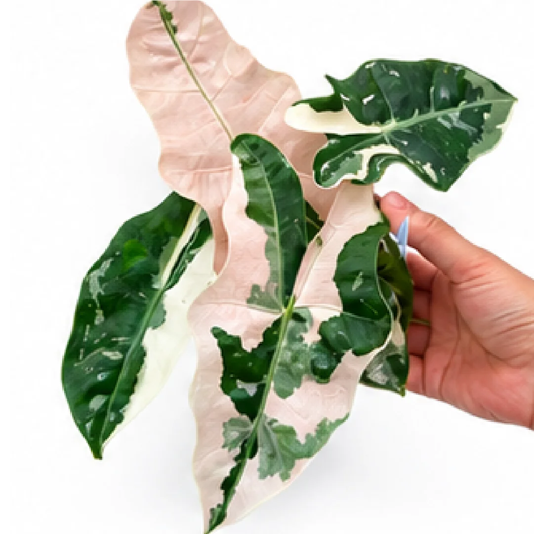 Alocasia Pseudo Sanderiana Pink Var – Tissue Culture