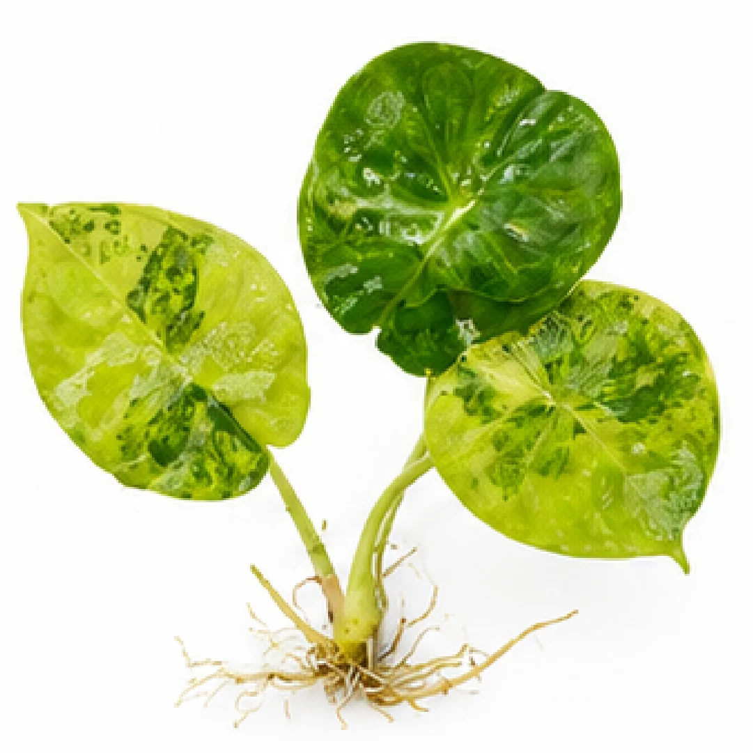 Alocasia Silver Nebula Aurea Var – Tissue Culture