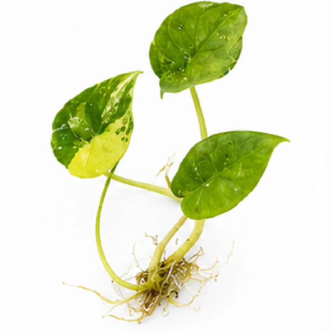 Alocasia Scalprum Aurea Var – Tissue Culture