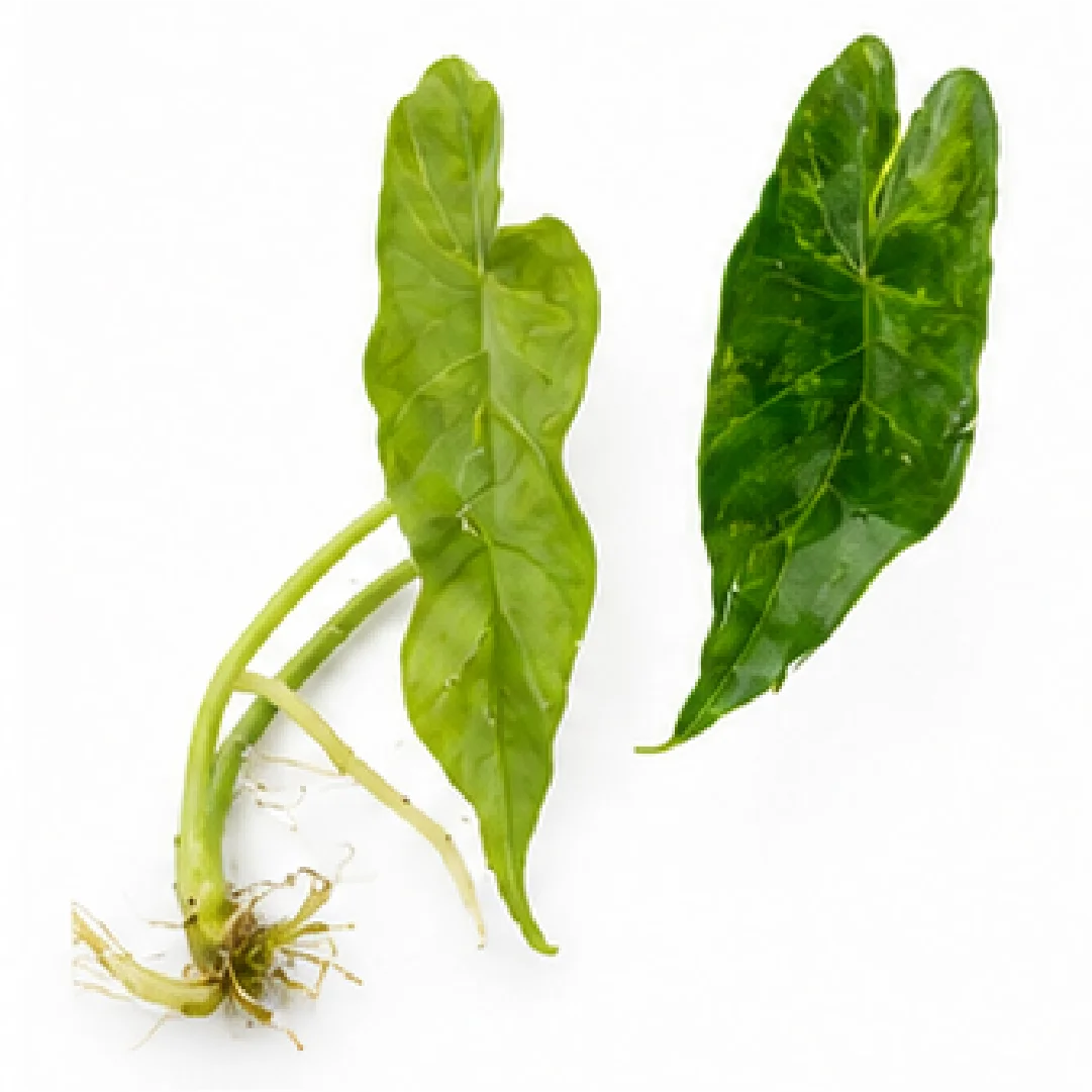 Alocasia Simpo Aurea Variegated Tissue Culture Plantlet