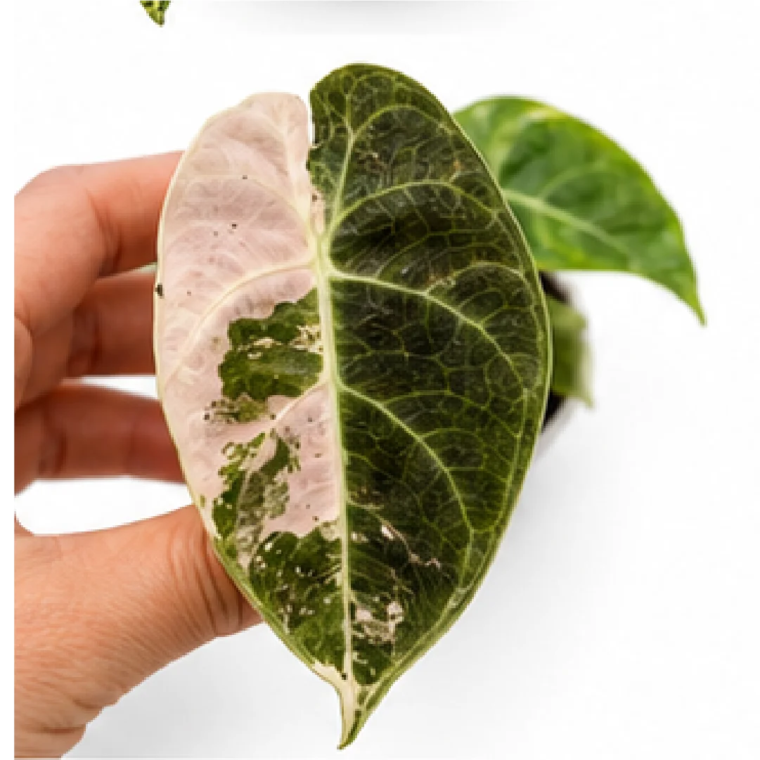 Alocasia Pride of Curup Variegated Tissue Culture Plantlet, Watsoniana Goff Variegated