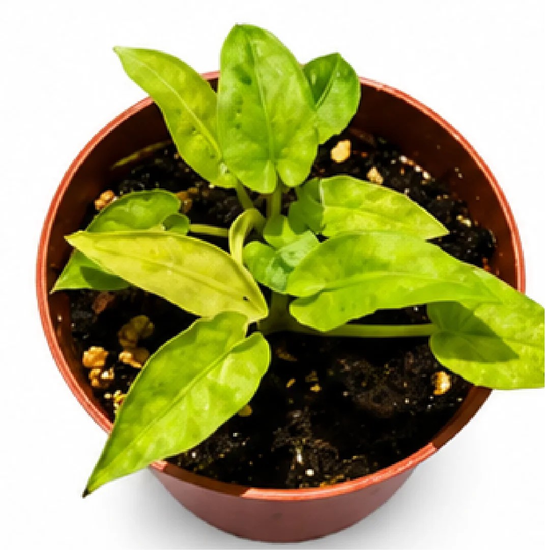 Alocasia Lauterbachiana Mint Var – Tissue Culture