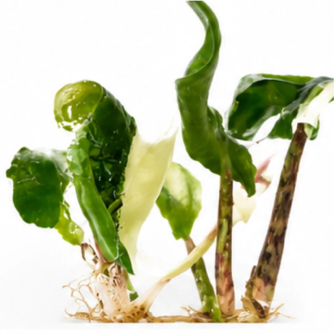 Alocasia Zebrina Thomas Var – Tissue Culture