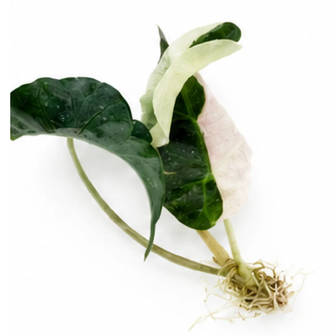 Alocasia Polly Half Pink Var – Tissue Culture