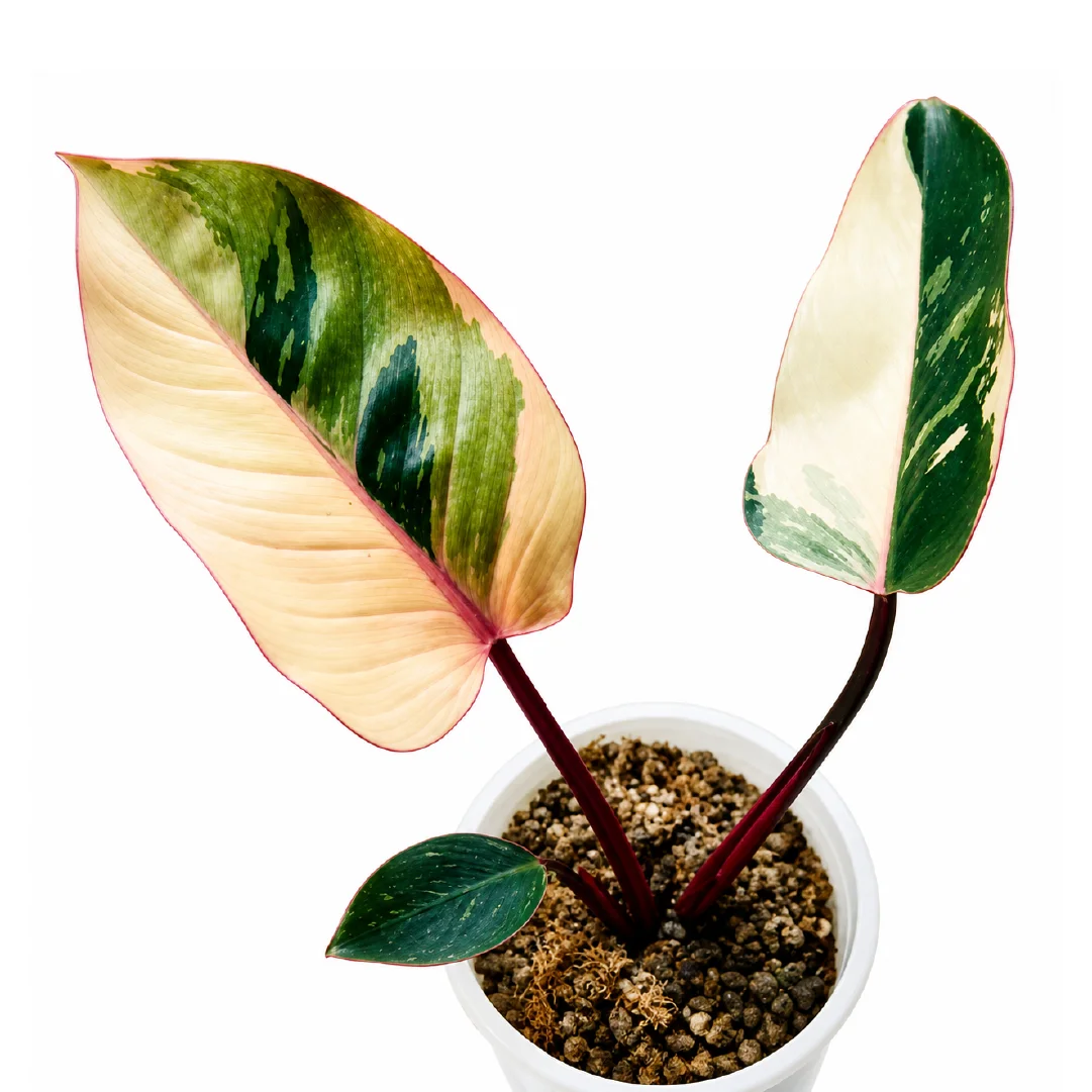 Philodendron Red Congo Var Tissue Culture