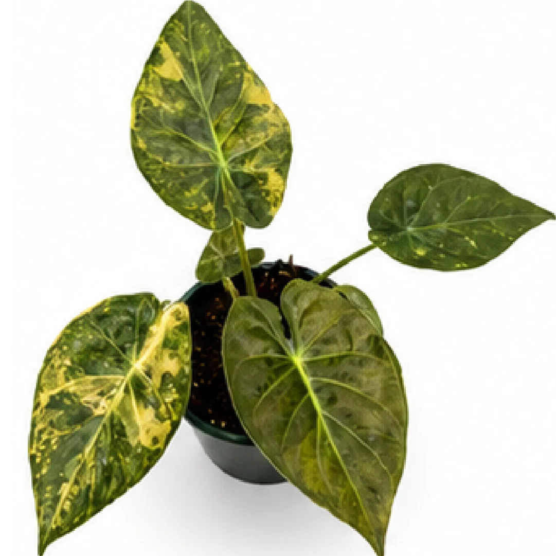 Alocasia Wentii Aurea Var / New Guinea Shield Var – Tissue Culture