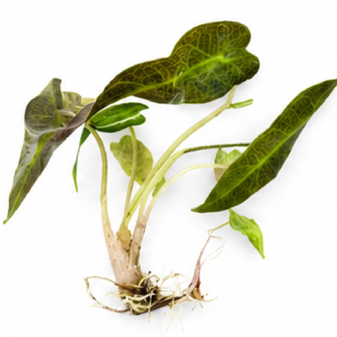 Alocasia Bambino Arrow Aurea Var – Tissue Culture