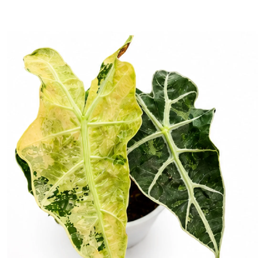 Alocasia Polly Aurea Var – Tissue Culture