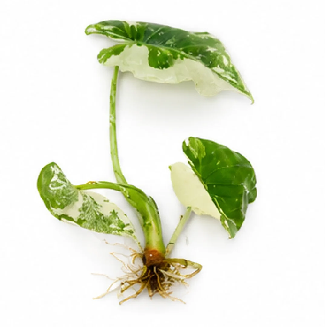Alocasia Odora Okinawa Silver Albo Var – Tissue Culture