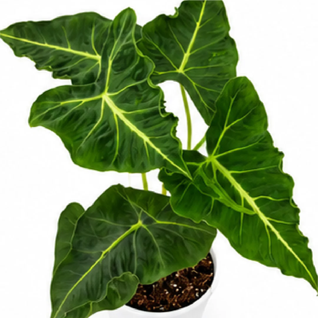 Alocasia Emerald Tide (Alocasia Frydek Tattoo) – Tissue Culture