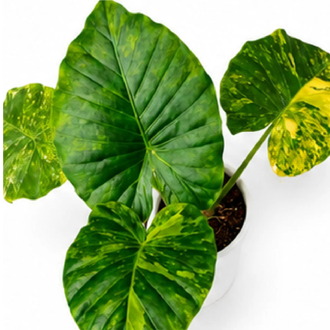 Alocasia Macrorrhizos Aurea Var – Tissue Culture
