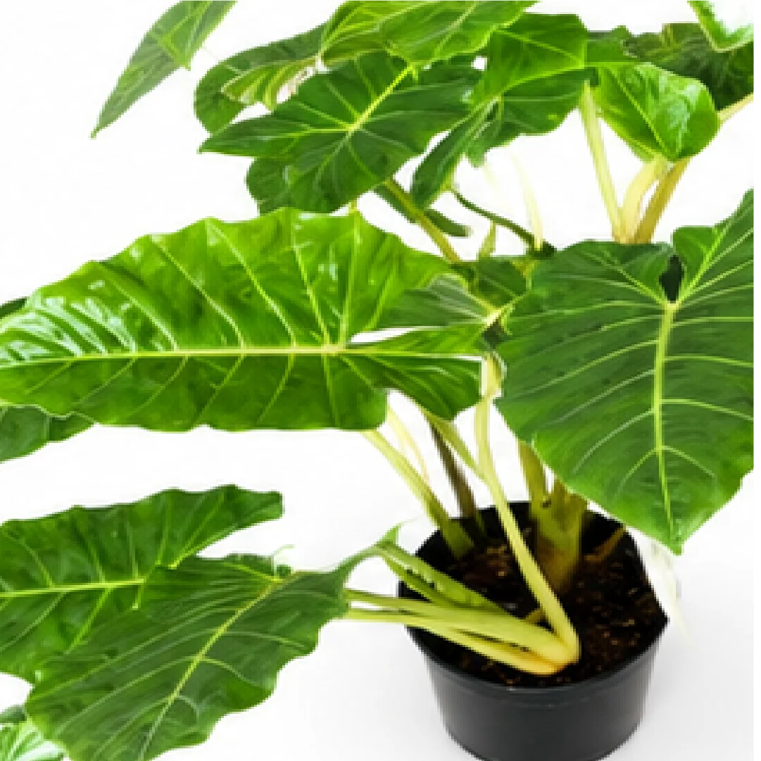 Alocasia New Gold – Tissue Culture