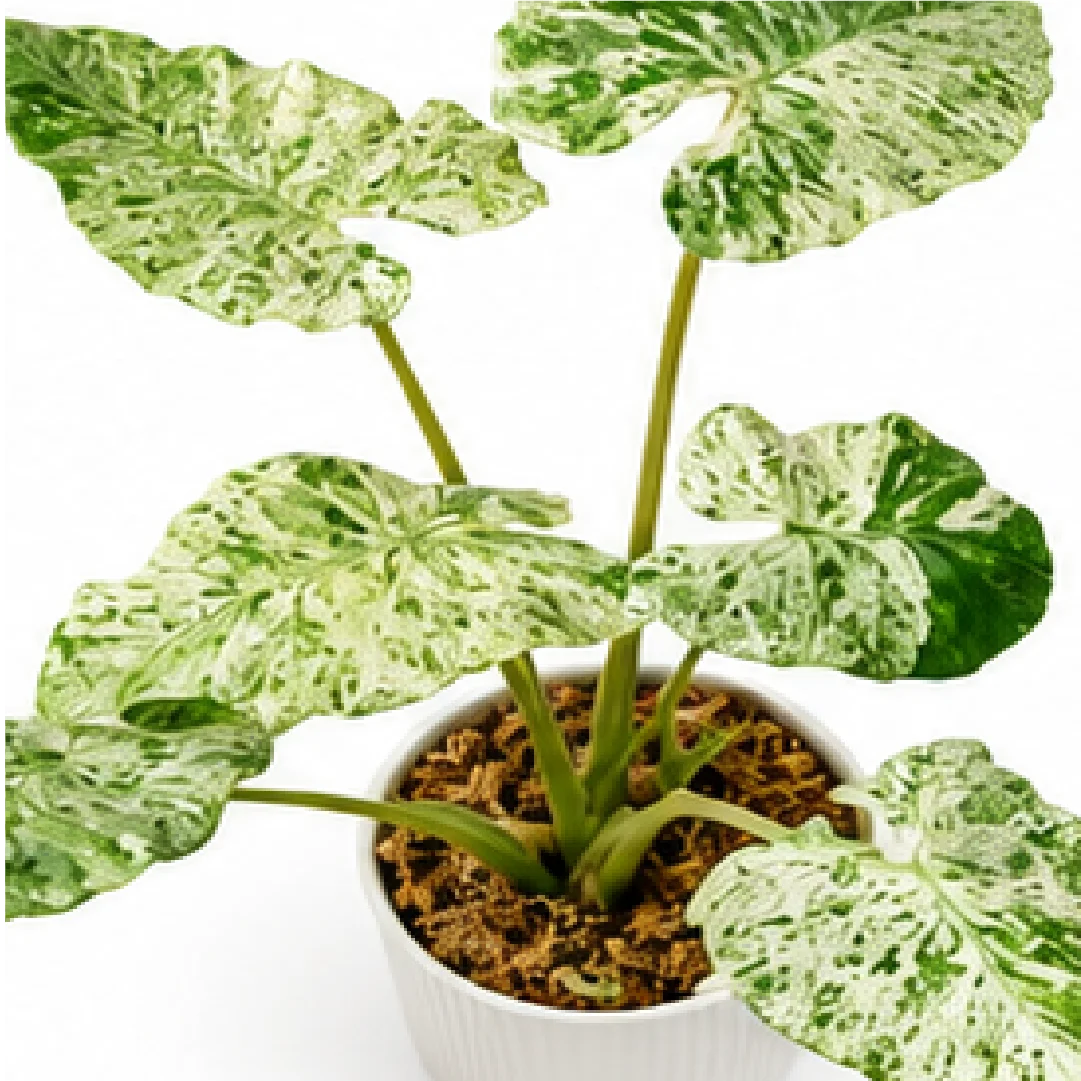 Alocasia Camouflage Macrorrhiza Var – Tissue Culture