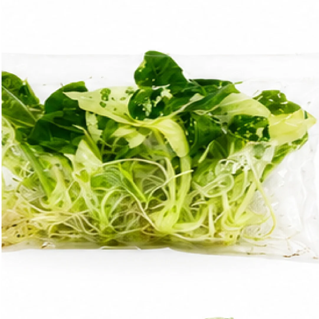 Alocasia Frydek Albo Var – Tissue Culture