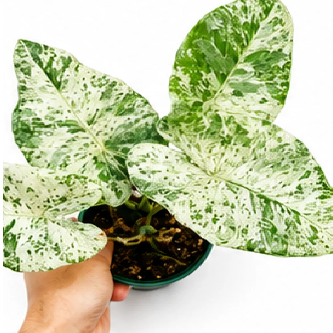 Alocasia Odora Batik Var – Tissue Culture