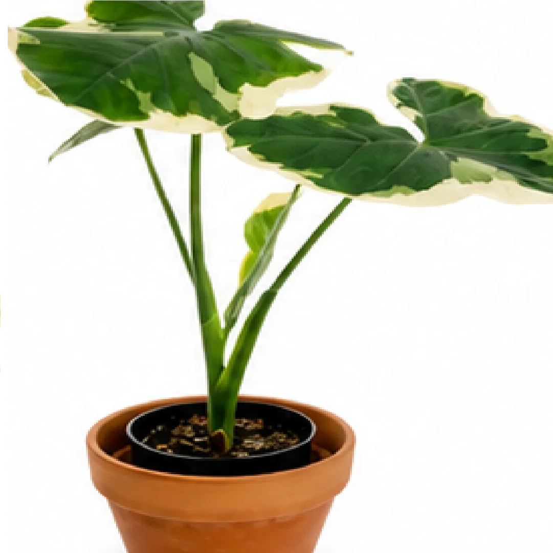 Alocasia Mickey Mouse Var – Tissue Culture