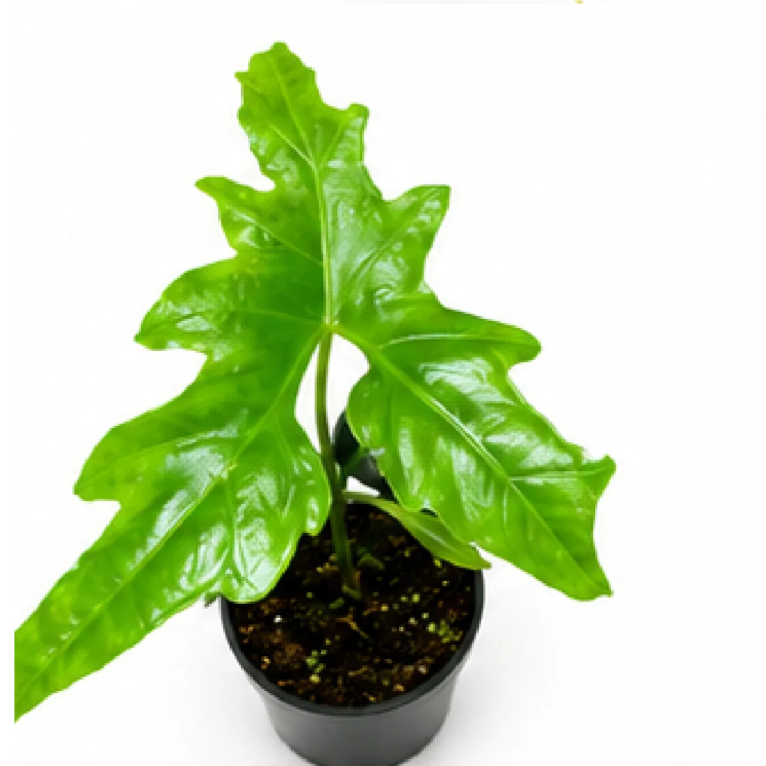 Alocasia Nycteris – Tissue Culture