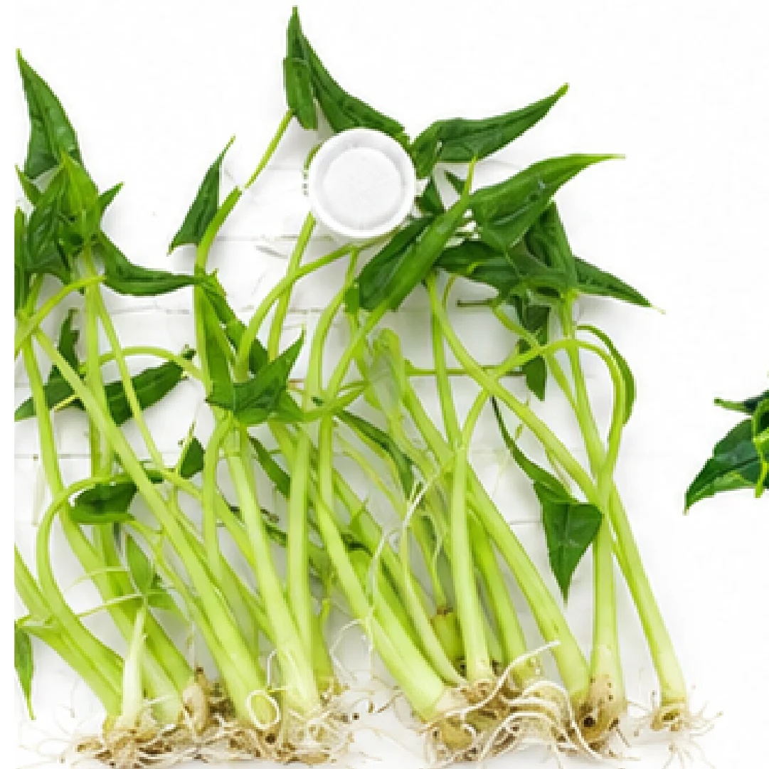 Alocasia Triangularis – Tissue Culture